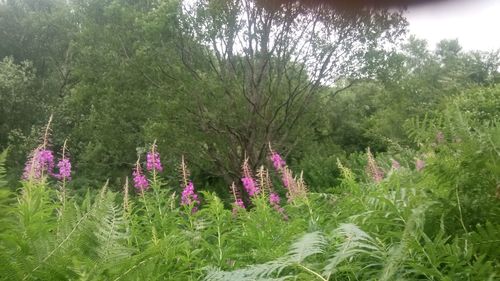 Purple flowers growing on tree