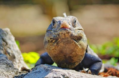 Close-up of iguana on rock during sunny day