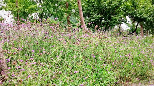 Pink flowers growing on tree