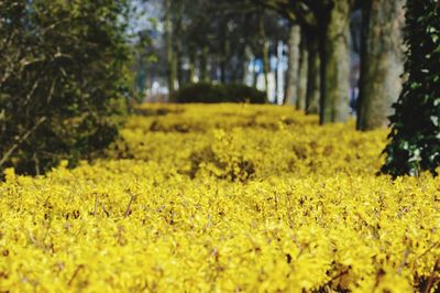 Yellow flowers growing on field