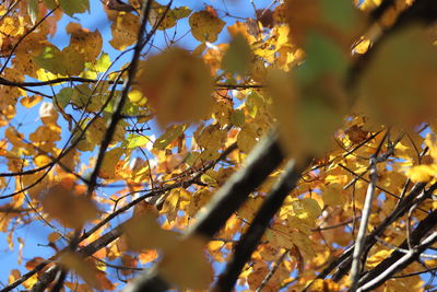 Low angle view of maple leaves on tree