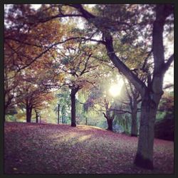 Trees on landscape