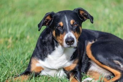 Dog sitting in a field