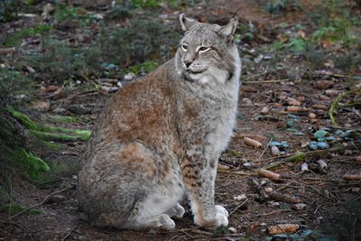 Cat looking away on field