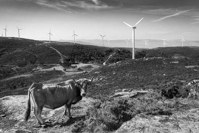 Horse on field against sky