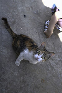 High angle portrait of cat on hand