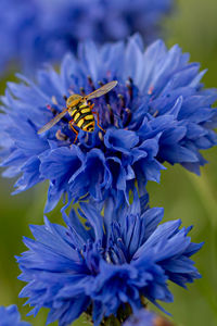 Close-up of insect on purple flower