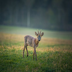 A beautiful portrait of young adult roe deer buck during spring sunrise. 