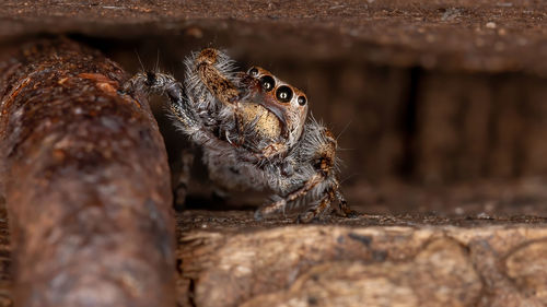 Close-up of spider on wood