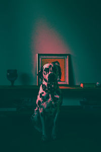 Portrait of dog standing at home