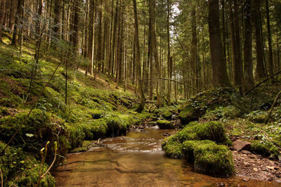 View of trees in forest