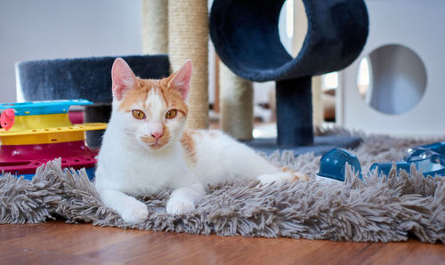 Portrait of cat relaxing on table at home