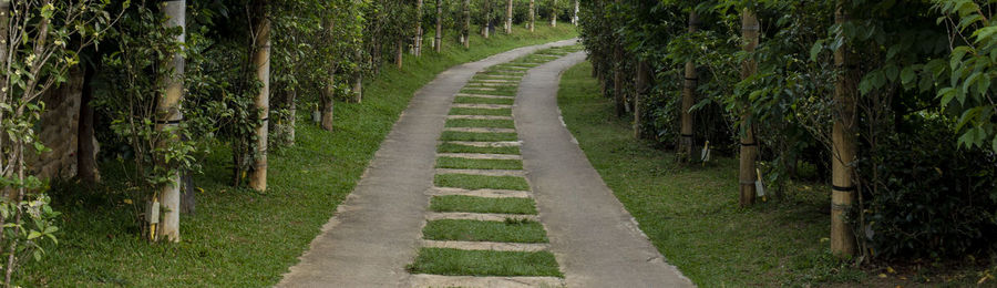Empty road along trees