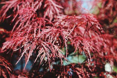 Close-up of dried autumn leaves