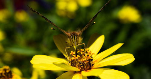 Close-up of butterfly pollinating on yellow flower