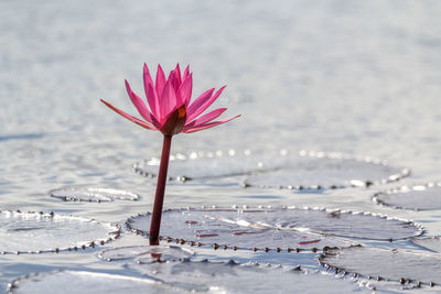 Close-up of pink flower on land