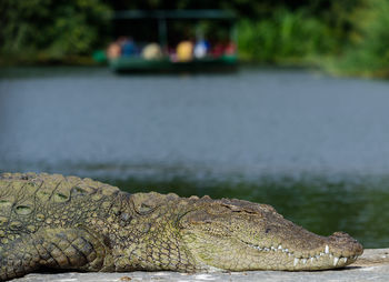 Close-up of crocodile in the water