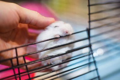 Close-up of hand holding cat in cage