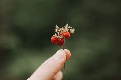 Noisy grainy effect photo of sprig of wild berry strawberries in man's hand holds