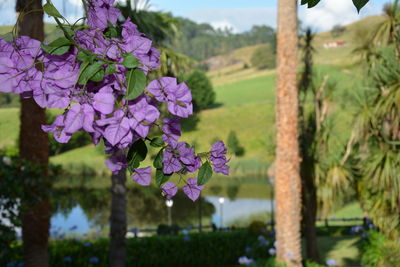 Close-up of fresh purple flowers blooming in field