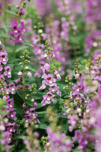 Close-up of purple flowering plants