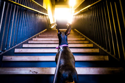 Low angle view of cat on staircase