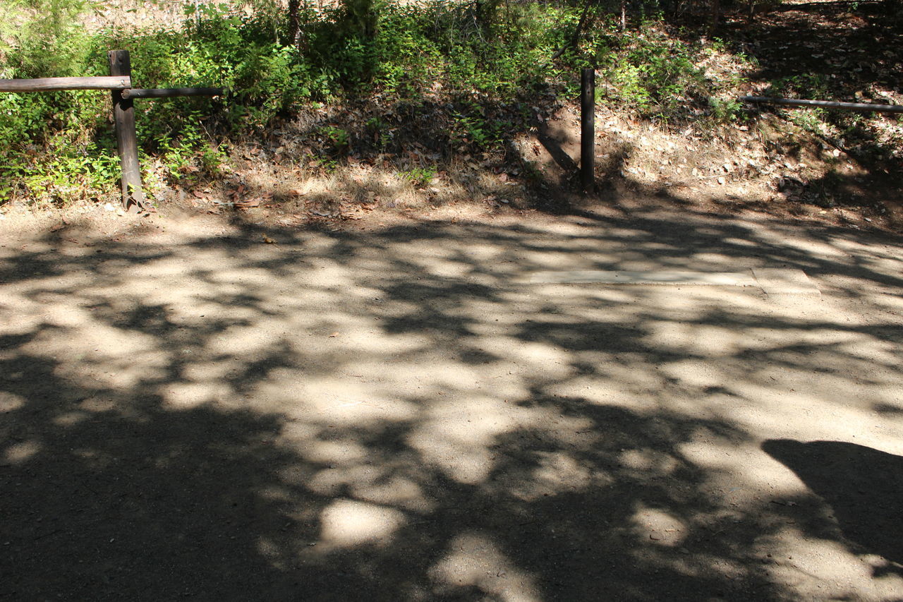 HIGH ANGLE VIEW OF TREES GROWING ON FIELD