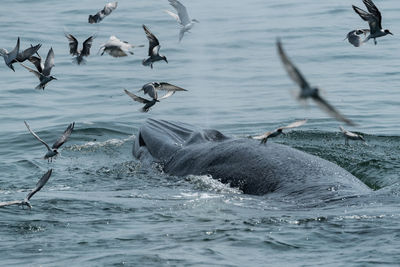 Flock of birds swimming in sea