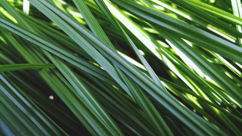 Full frame shot of palm leaf