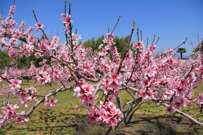 Low angle view of pink cherry blossoms in spring