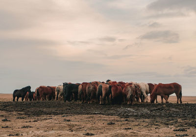 Cows standing in a field