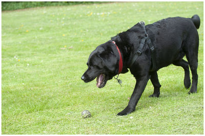 Black dog on field