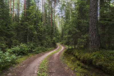 Dirt road amidst trees in forest