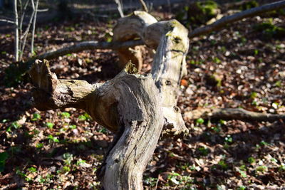Close-up of tree trunk in forest