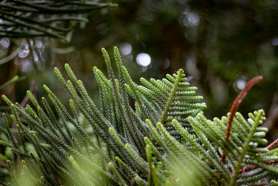 Close-up of pine tree