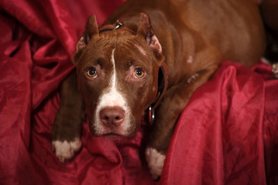 Close-up portrait of a dog