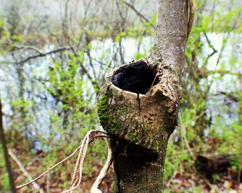 Close-up of bird on tree trunk in forest