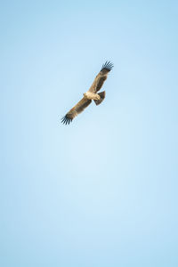 Low angle view of bird flying against clear sky