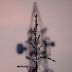 Close-up of plant against sky at sunset