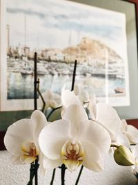 Close-up of white orchid flowers