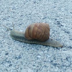 Close-up of snail on ground