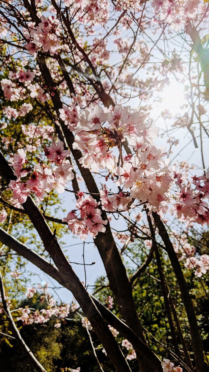 LOW ANGLE VIEW OF PINK CHERRY BLOSSOMS IN SPRING