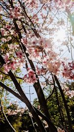 Low angle view of cherry blossoms in spring