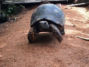 High angle view of tortoise