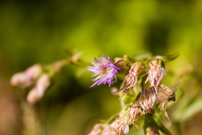 Close-up of pink flowering plant