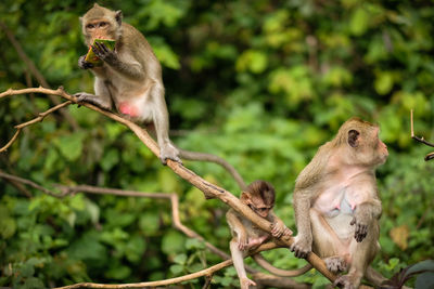 Low angle view of monkey sitting on tree