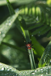 Close-up of insect on leaf