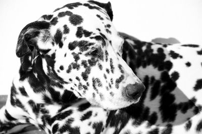 Close-up of dog looking away while resting at home