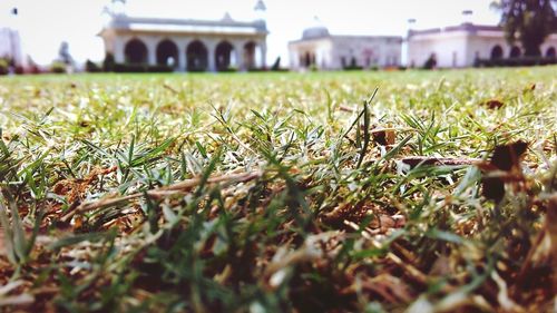 Surface level of grassy field