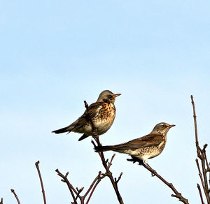 Low angle view of birds perching on the sky